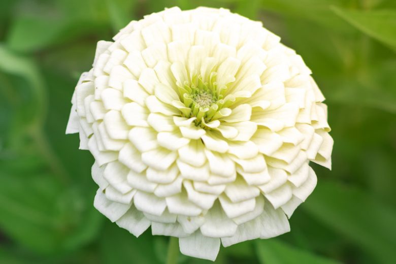Benary's Giant Wite Zinnia