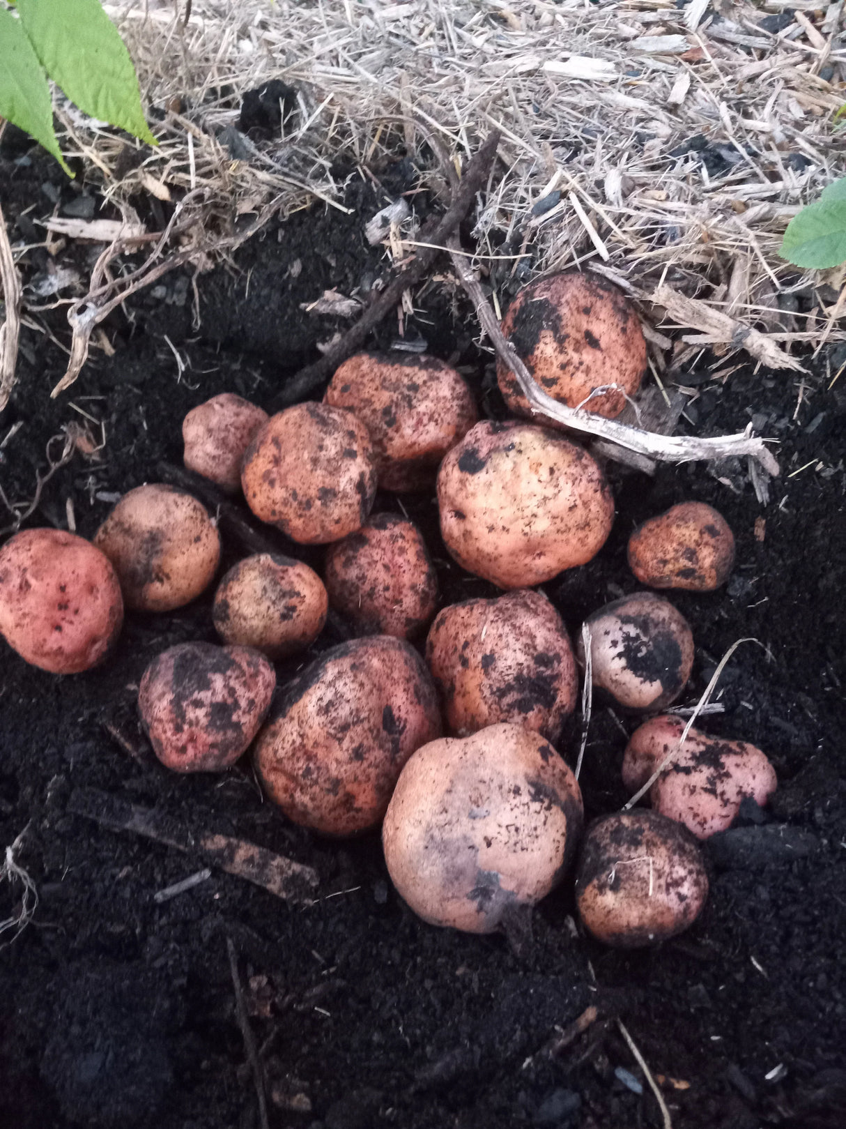 Black Gold Biochar Flakes