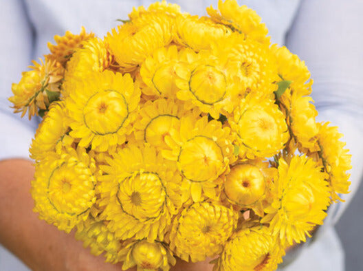 Golden Yellow Strawflower