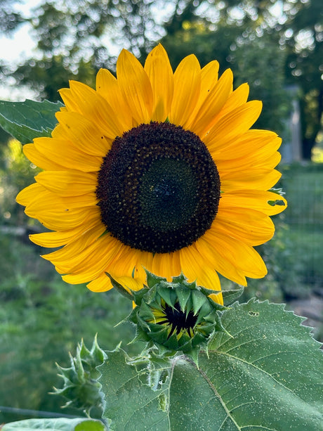 Indian Blanket Sunflower