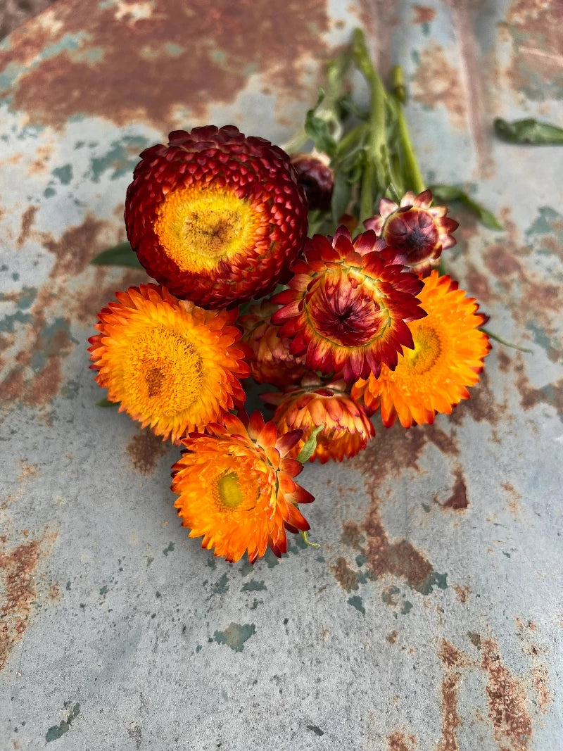 King Size Orange Strawflower