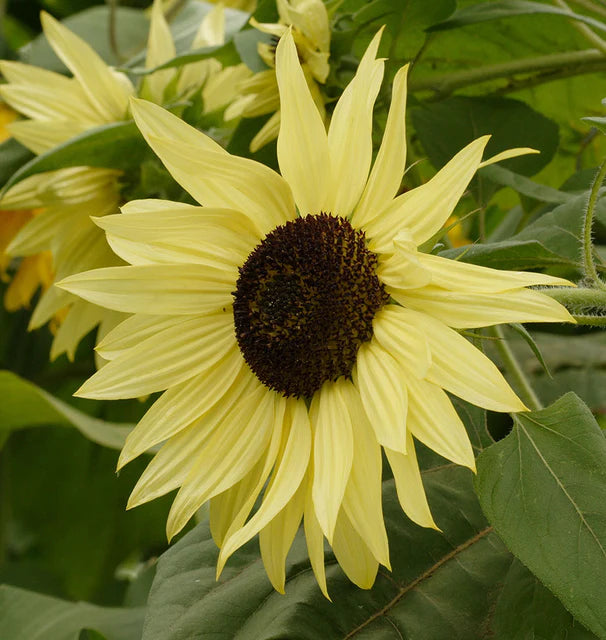 Lemon Queen Sunflower