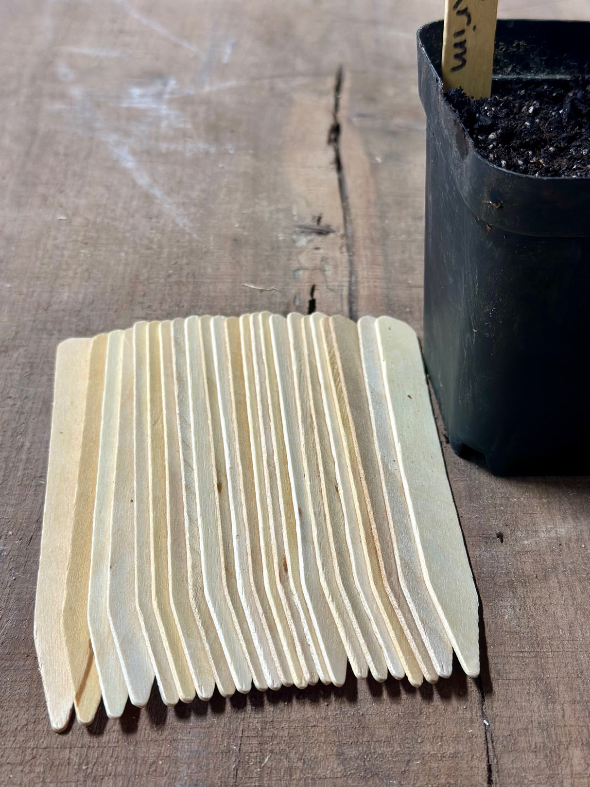 Wooden Plant Labels 6" (Bundle of 24)