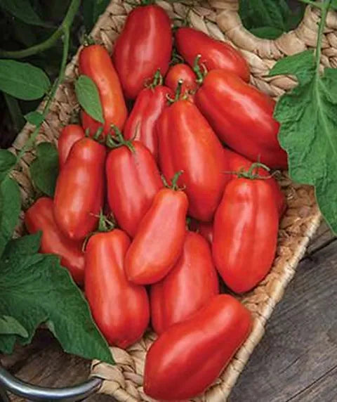 San Marzano Determinate Tomato