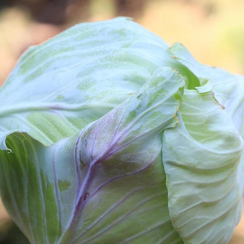Tancook Island Cabbage - Organic