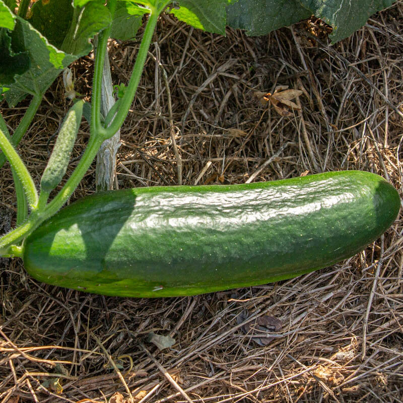 Tendergreen Burpless Cucumber - Organic