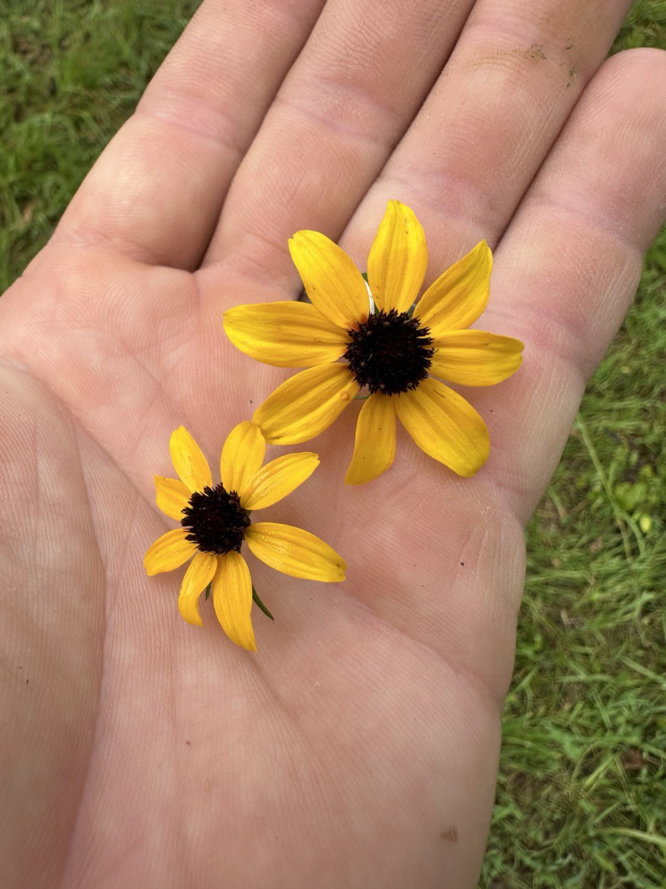 Brown Eyed Susan