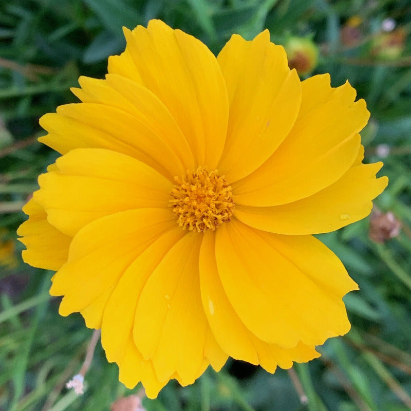 Lanceleaf Coreopsis