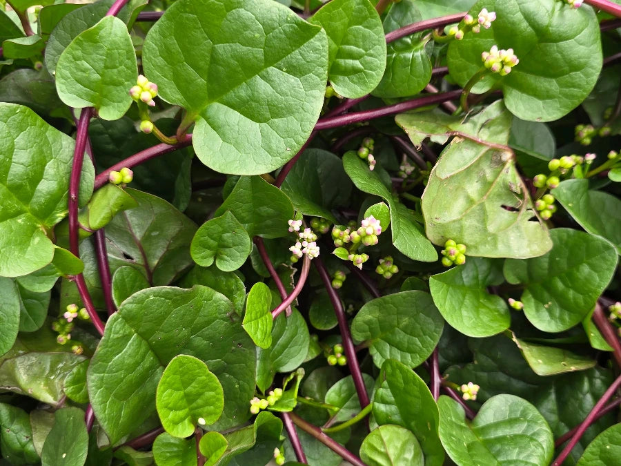 Red Malabar Spinach