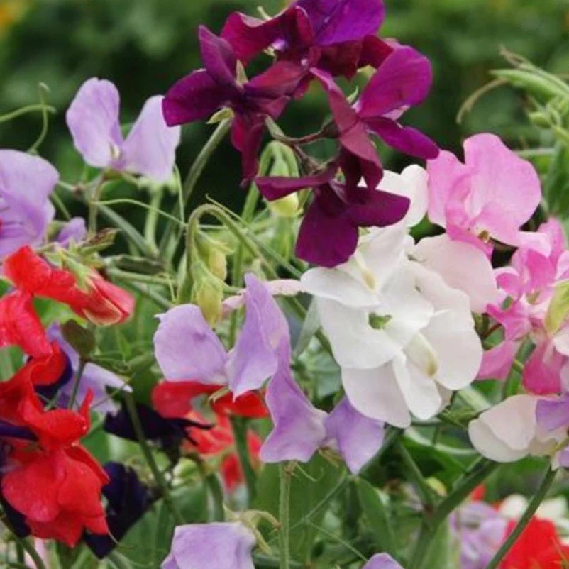 Royal Mix Sweetpea
