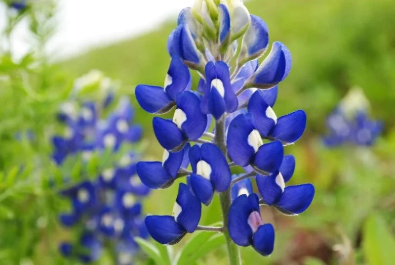 Texas Blue Bonnet