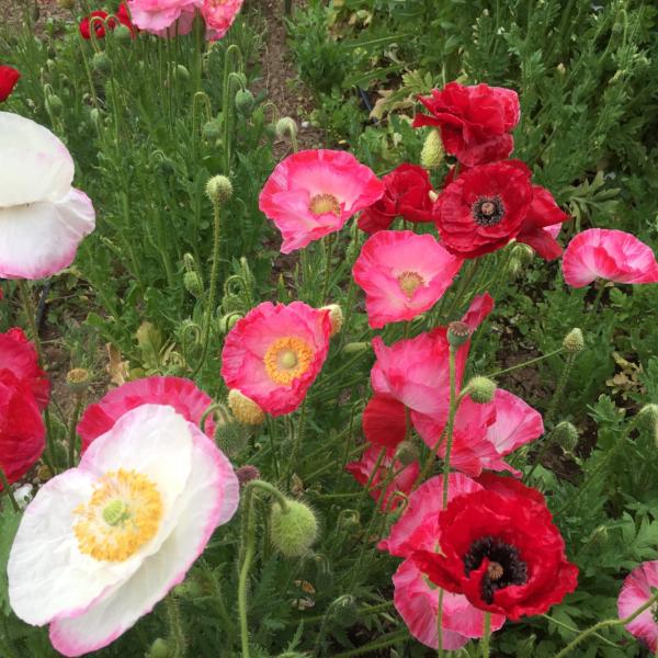 Shirley Double Mixed Poppy