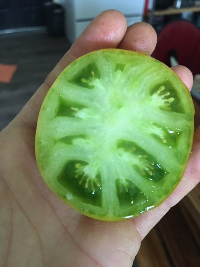 Dwarf Amy's Ohio Tomato