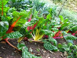 Rainbow Chard Mix - Organic