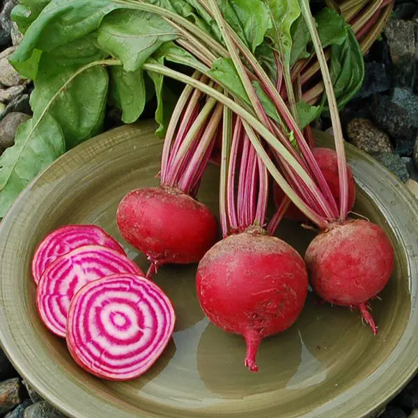 Chioggia Beet - Organic