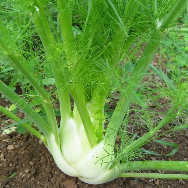 Florence Fennel