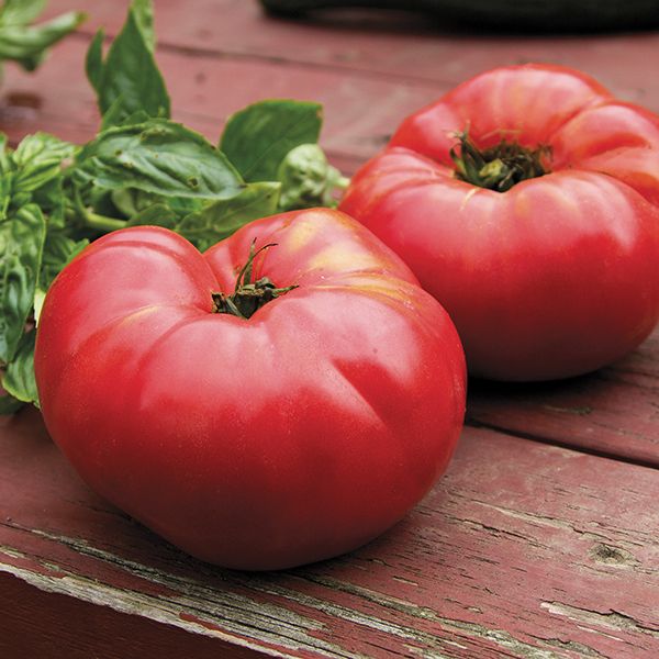 German Johnson Tomato - Organic