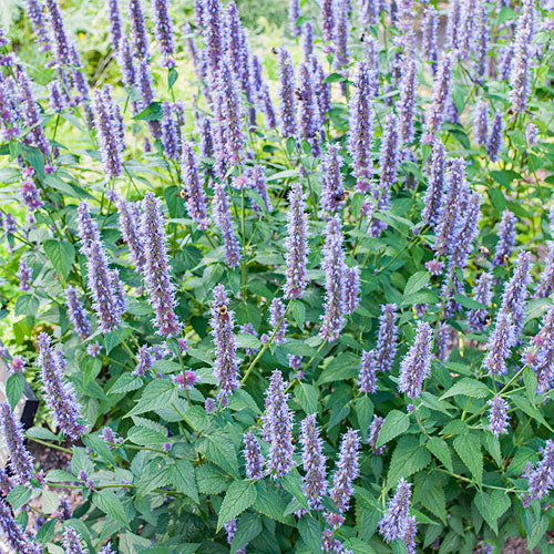 Lavender Hyssop