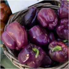 Purple Beauty Bell Pepper - Organic