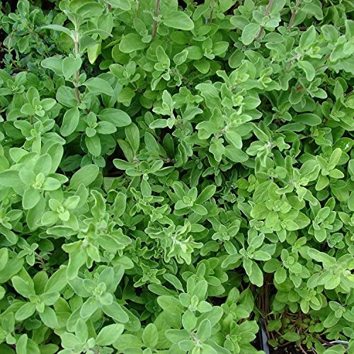 Sweet Marjoram - Organic