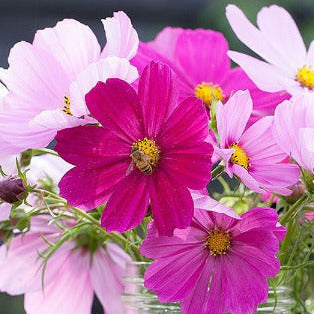 Versailles Mix Cosmos
