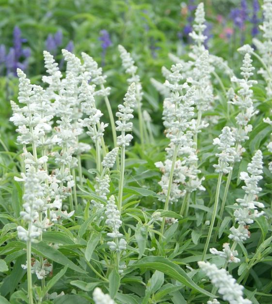 Victoria White Salvia