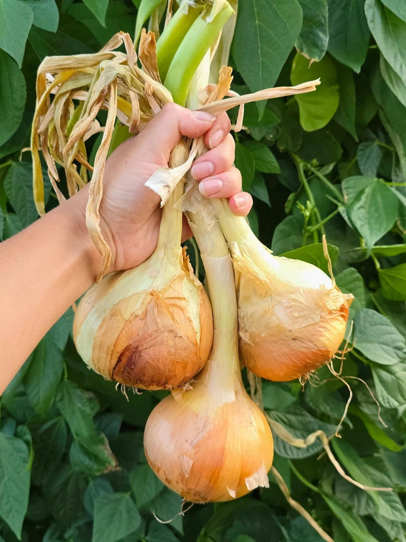 Texas 1015 Super Sweet Onion