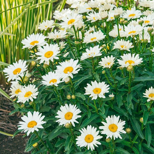 Alaska Shasta Daisy