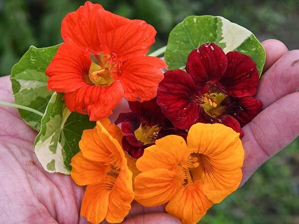 Alaska Nasturtium