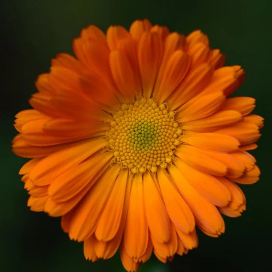 Alpha Calendula - Organic