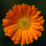 Alpha Calendula - Organic