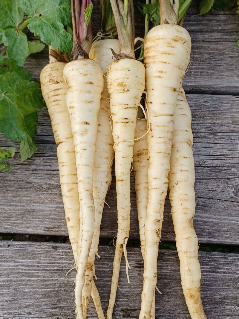 Andover Parsnip - Organic