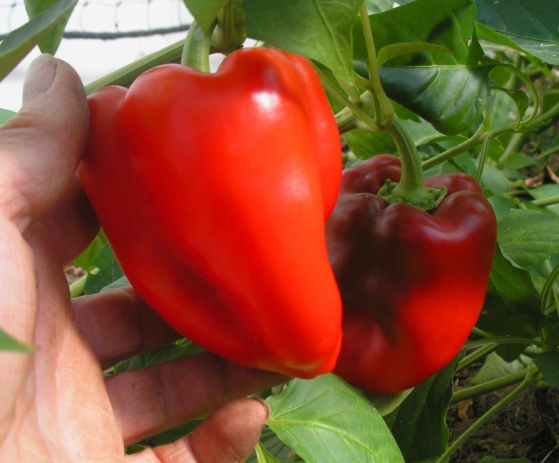 Apple Pepper - Organic