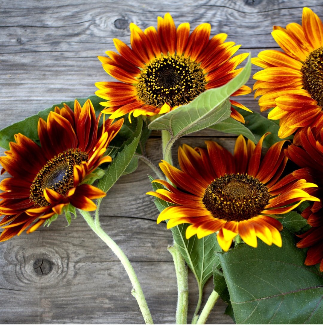 Autumn Beauty Sunflower