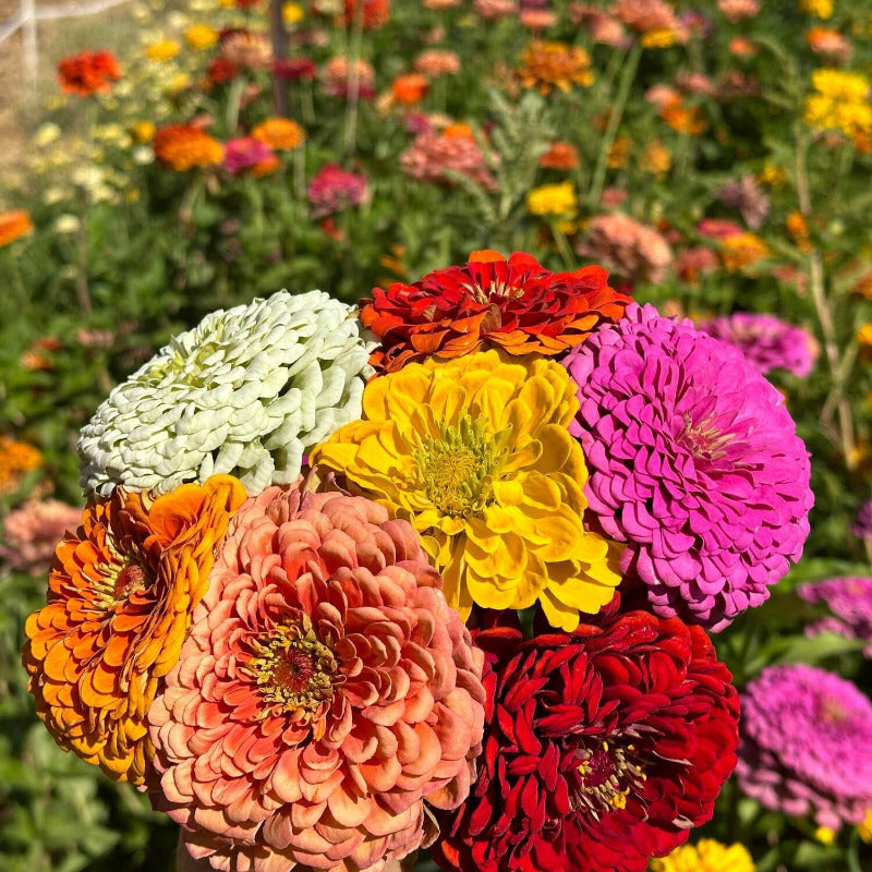 Benary's Giant Mix Zinnia