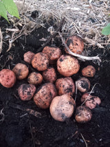 Premium Biochar Flakes