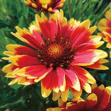 Blanket Flower