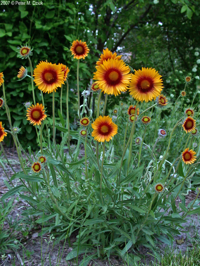 Blanket Flower