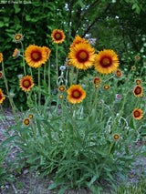 Blanket Flower