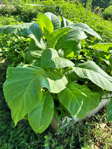 tobacco sheds bright Farm Life Museum Fall colors frame Massachusetts' Pioneer