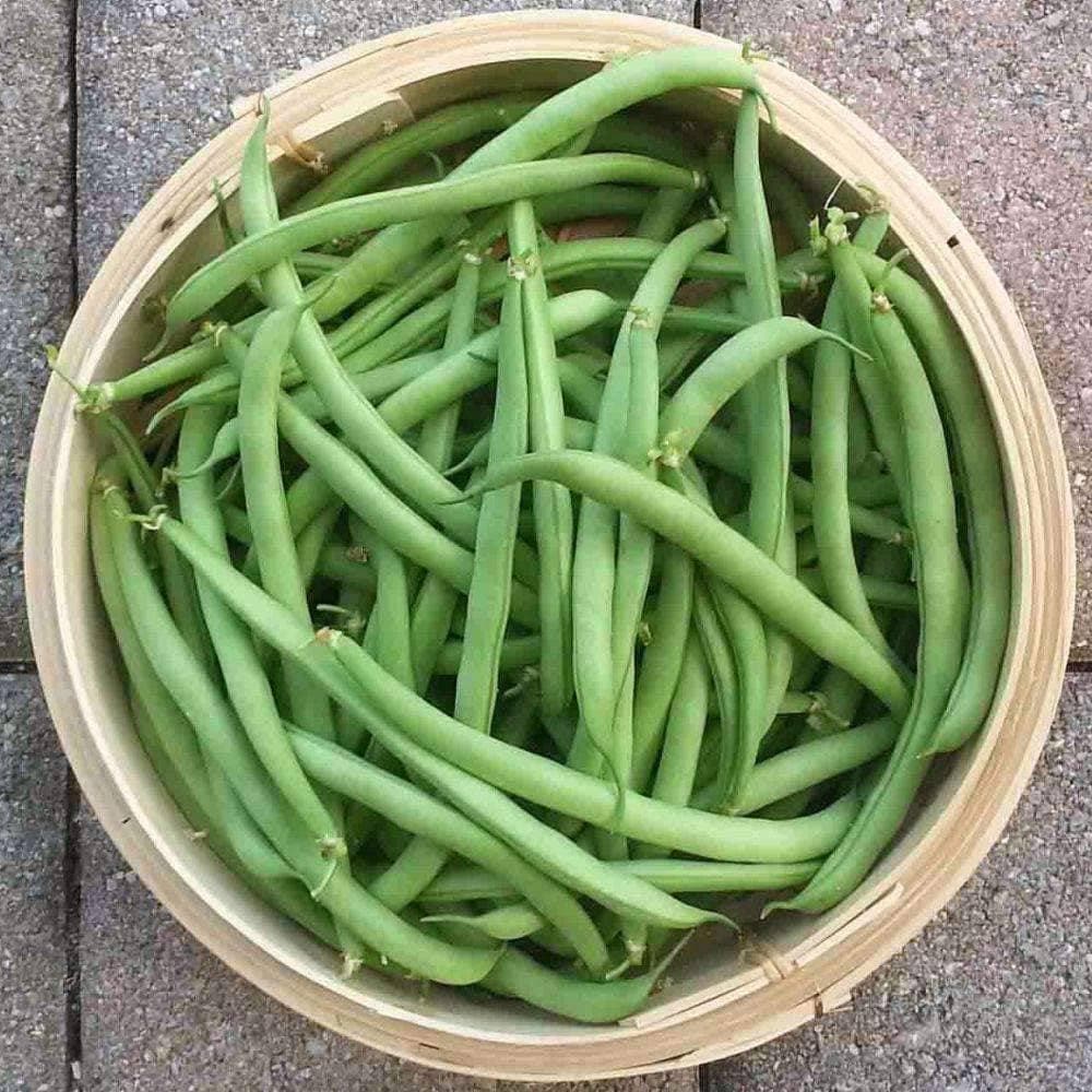 Contender Bush Bean - Organic