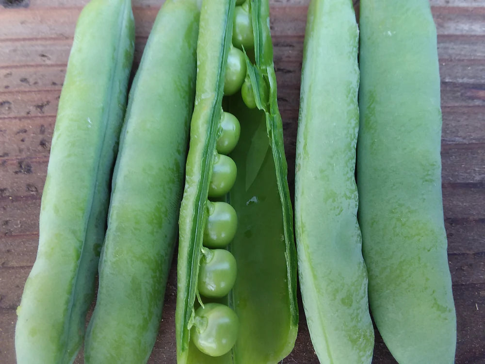 Green Arrow Pea
