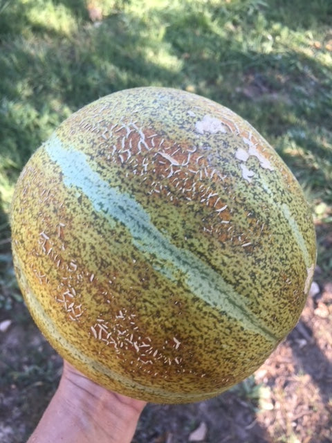 Haogen Melon