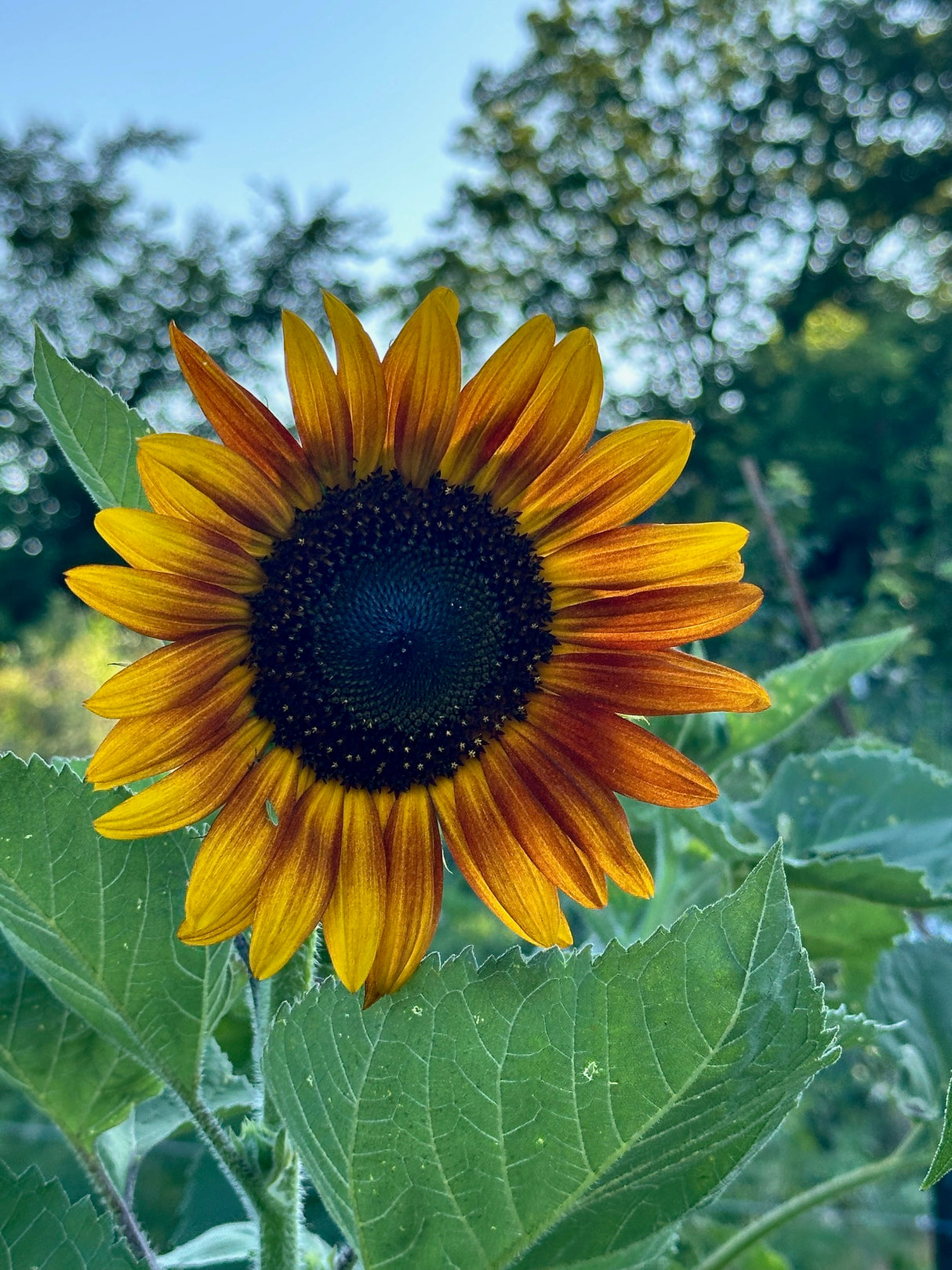 Indian Blanket Sunflower