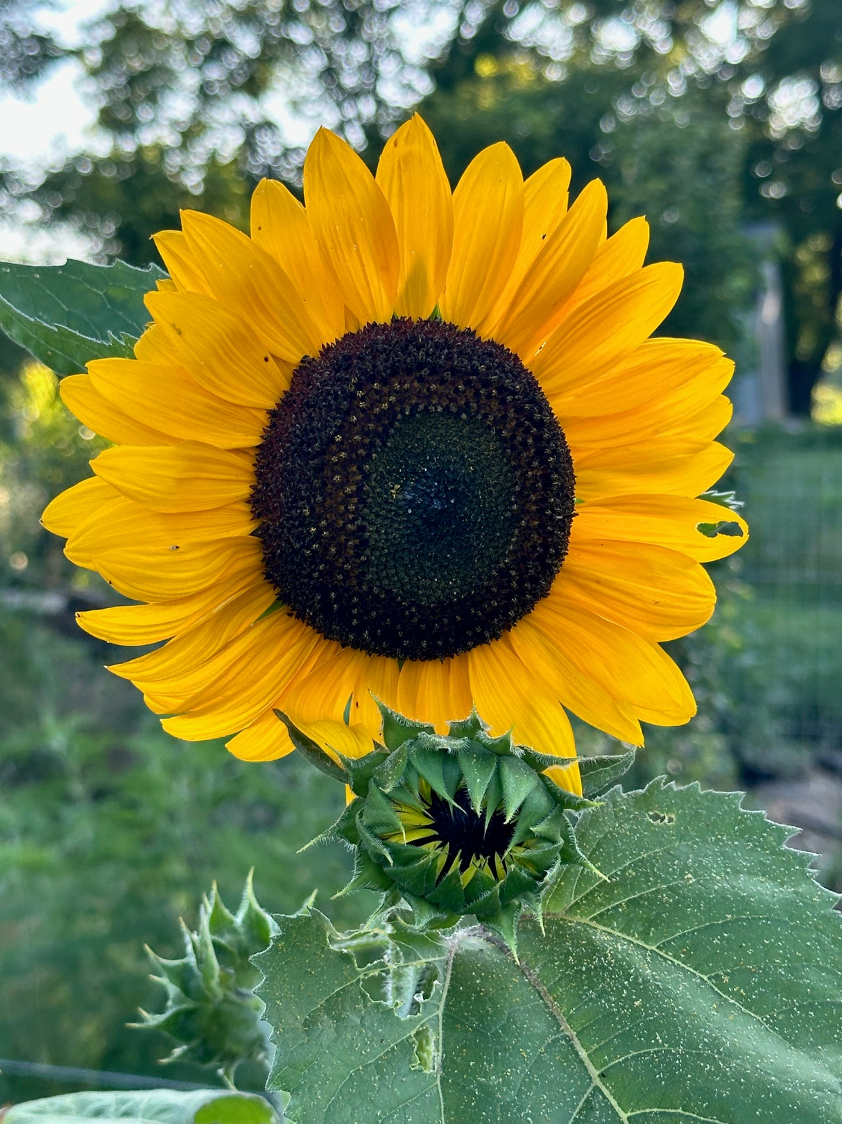 Indian Blanket Sunflower