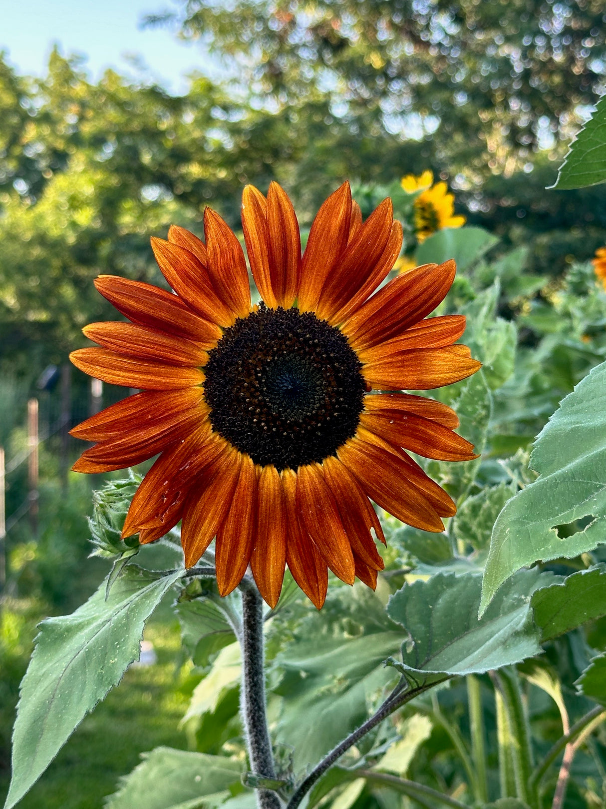 Indian Blanket Sunflower