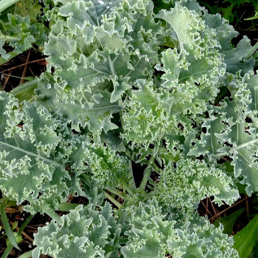 Dwarf Blue Curled Scotch Kale - Organic