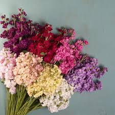 Katz Formula Mix Stock