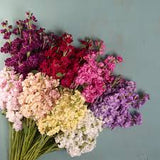 Katz Formula Mix Stock