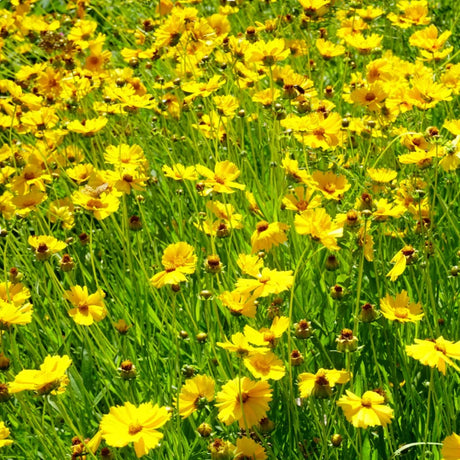 Lanceleaf Coreopsis